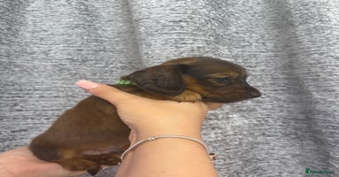 Miniature Dachshund dogs - Advert 2