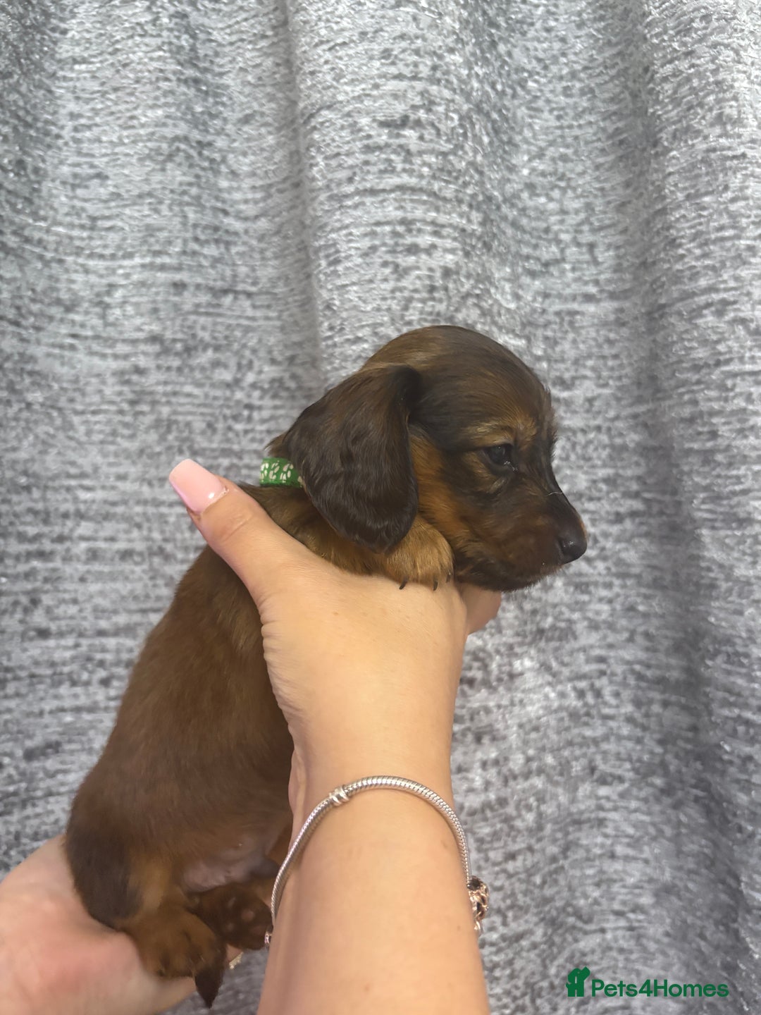 Miniature Dachshund dogs for sale: Amazing Champ Bloodlines Mini Dachshunds ✨ - Image 3