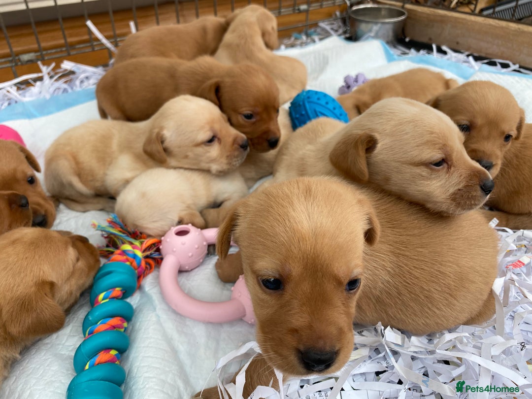 Labrador Retriever dogs for sale: Labrador Retriever - Image 12