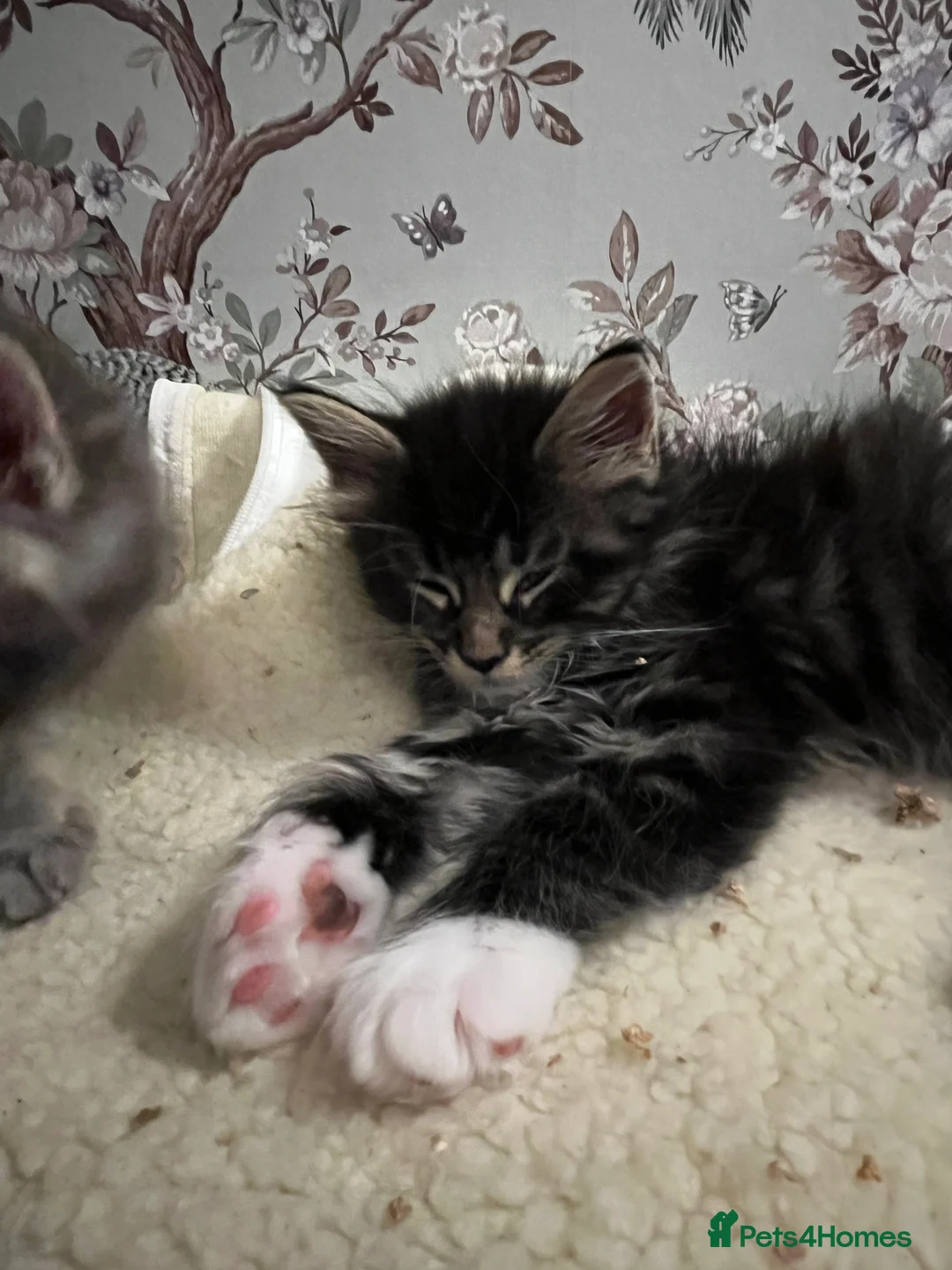 Maine Coon cats for sale:  Pedigree Maine Coon kittens - Advert 15