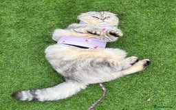 Scottish Fold cats for sale: Loving Home Wanted for Stunning Scottish Fold Girl - Image 7