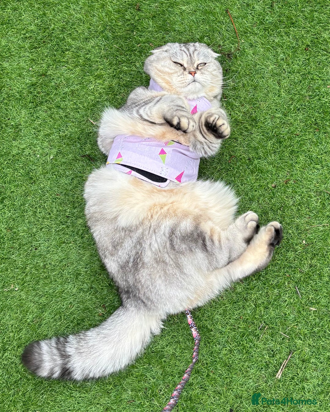 Scottish Fold cats for sale: Loving Home Wanted for Stunning Scottish Fold Girl - Image 7