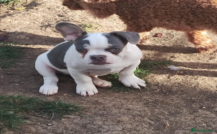 French Bulldog dogs - Advert 3
