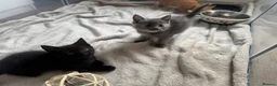 Mixed Breed cats for sale: 4 playful kittens ready for their new home - Advert 16