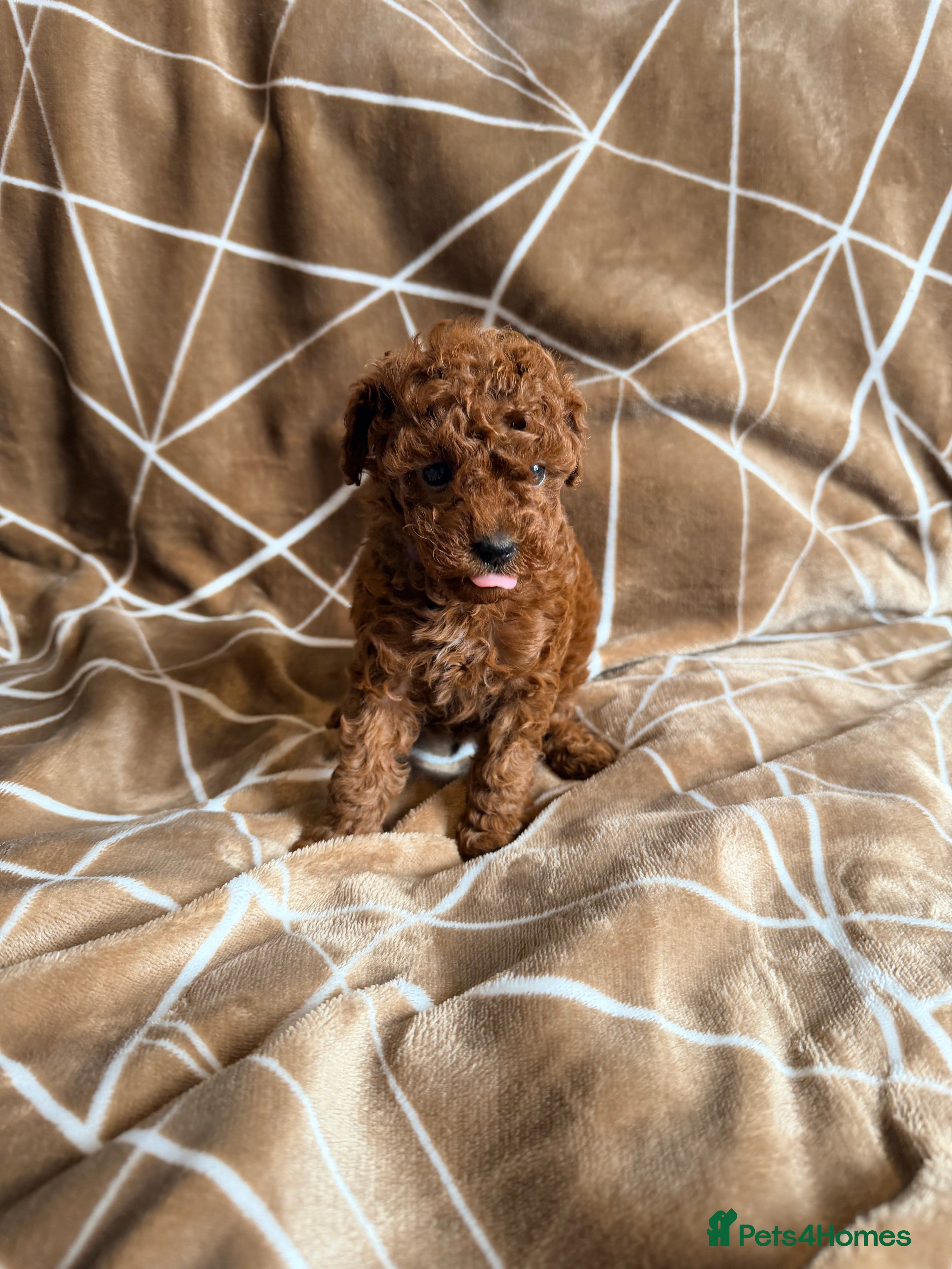 Cavapoo dogs Fox Red Cavapoo F1B  - Advert 15