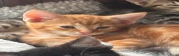 Domestic Shorthair cats for sale: 5 beautiful kittens  in Potters Bar - Advert 4