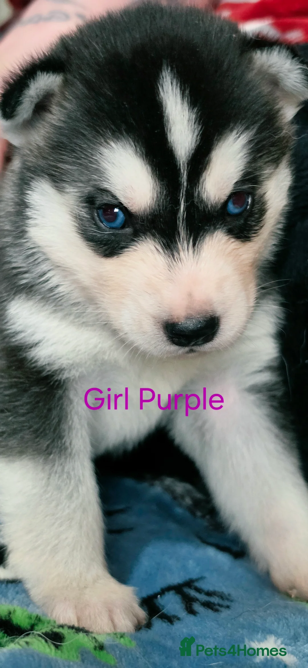 Siberian Husky dogs for sale: 8 Siberian Husky puppies Born Friday 13th February - Advert 2