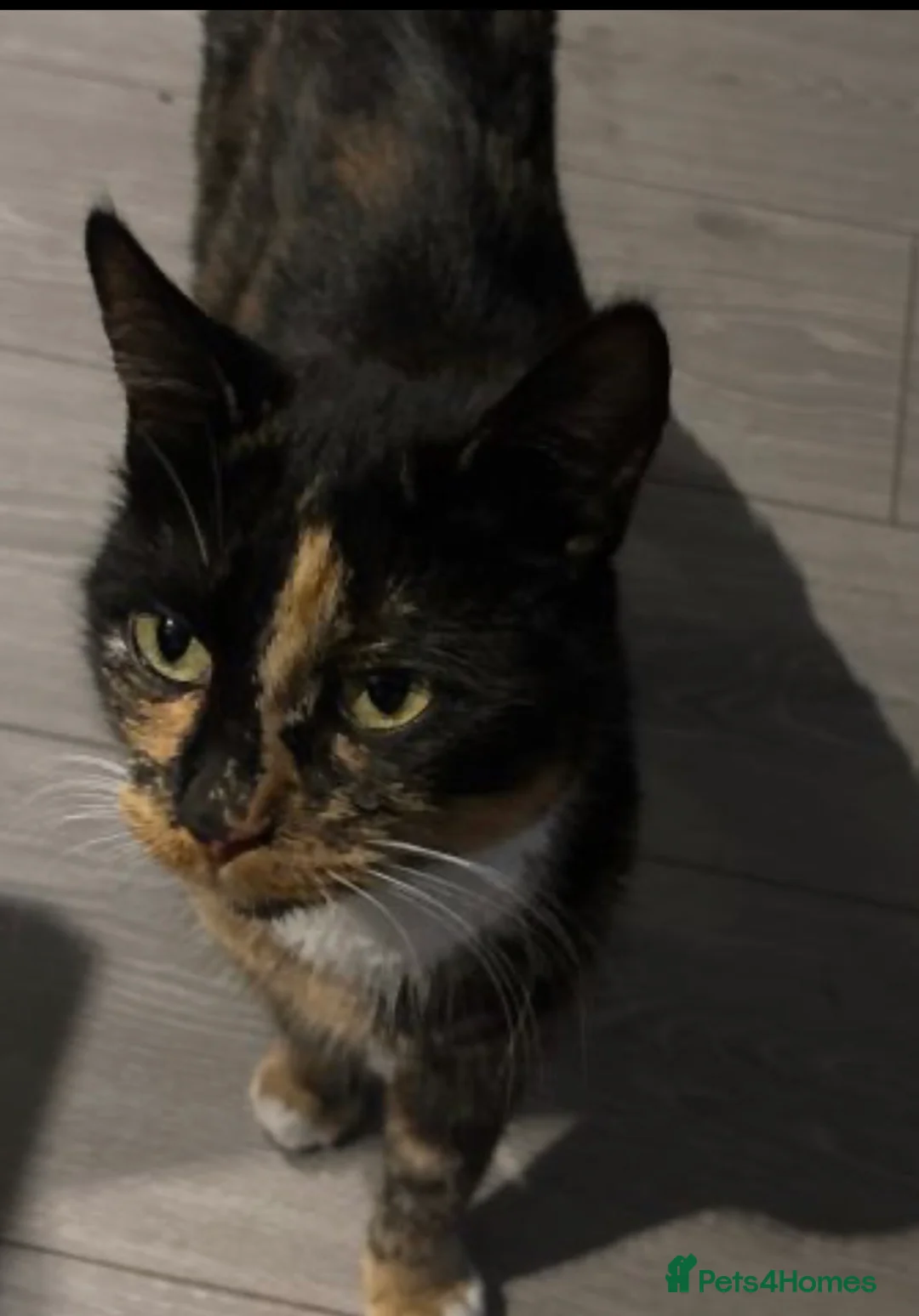 Mixed Breed cats for sale: Three beautiful kittens looking for forever home  in Slough - Advert 1