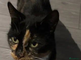 Mixed Breed cats Three beautiful kittens looking for forever home - Advert 15