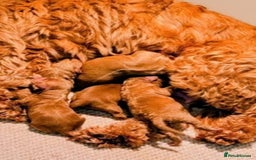 Cockapoo dogs for sale: GENUINE F1B COCKAPOO PUPPIES  - Image 13