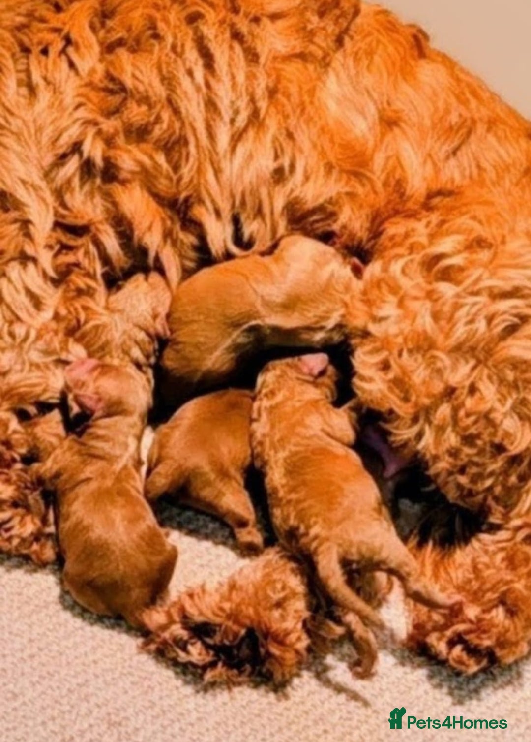 Cockapoo dogs for sale: GENUINE F1B COCKAPOO PUPPIES  - Image 13