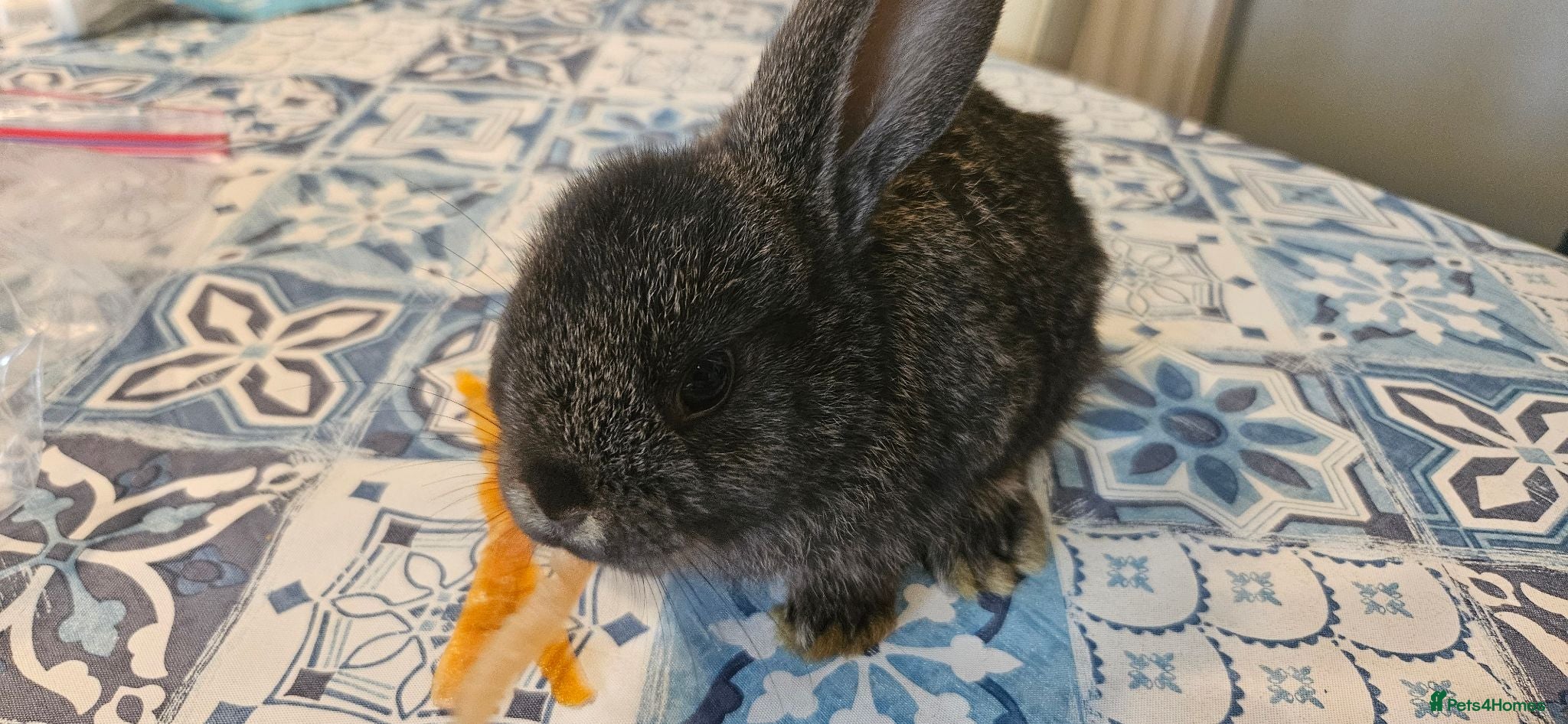 Mini Lop rabbits Baby Bunnies - very tame! - Advert 21
