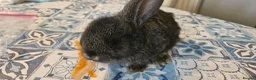 Mini Lop rabbits for sale: Baby Bunnies - very tame! - Advert 3