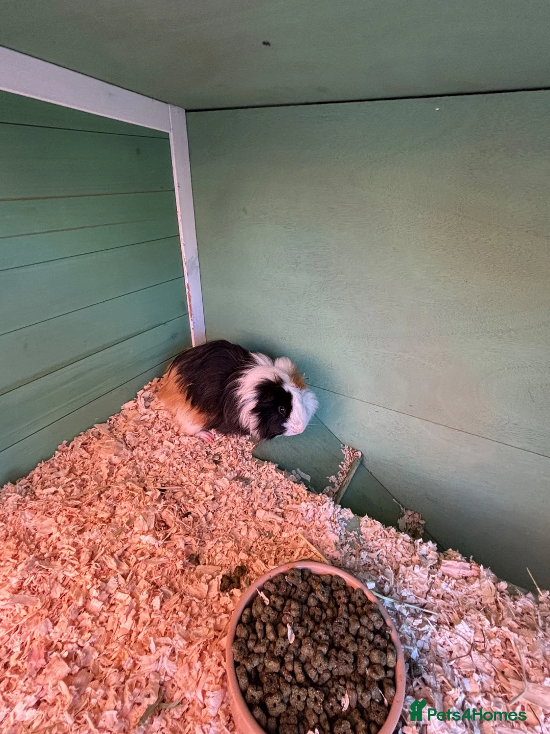 Guinea Pig rodents for sale: 2 Male longhair guinea pigs with Hutch in Maldon - Advert 6
