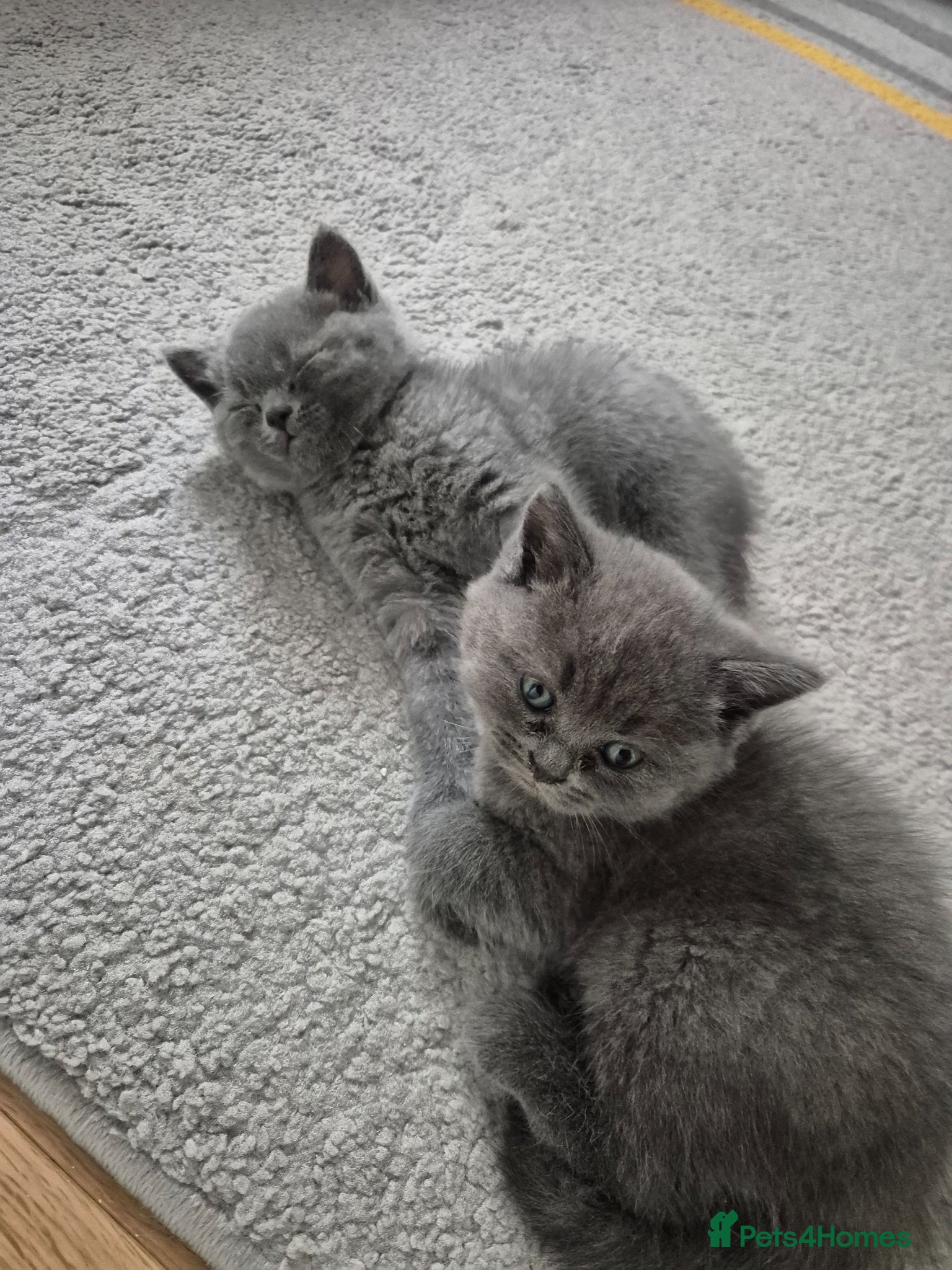 British Shorthair cats for sale: 2 male kittens - Advert 10