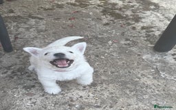 West Highland Terrier dogs for sale: Stunning West Highland White Terrier Babies - Image 9