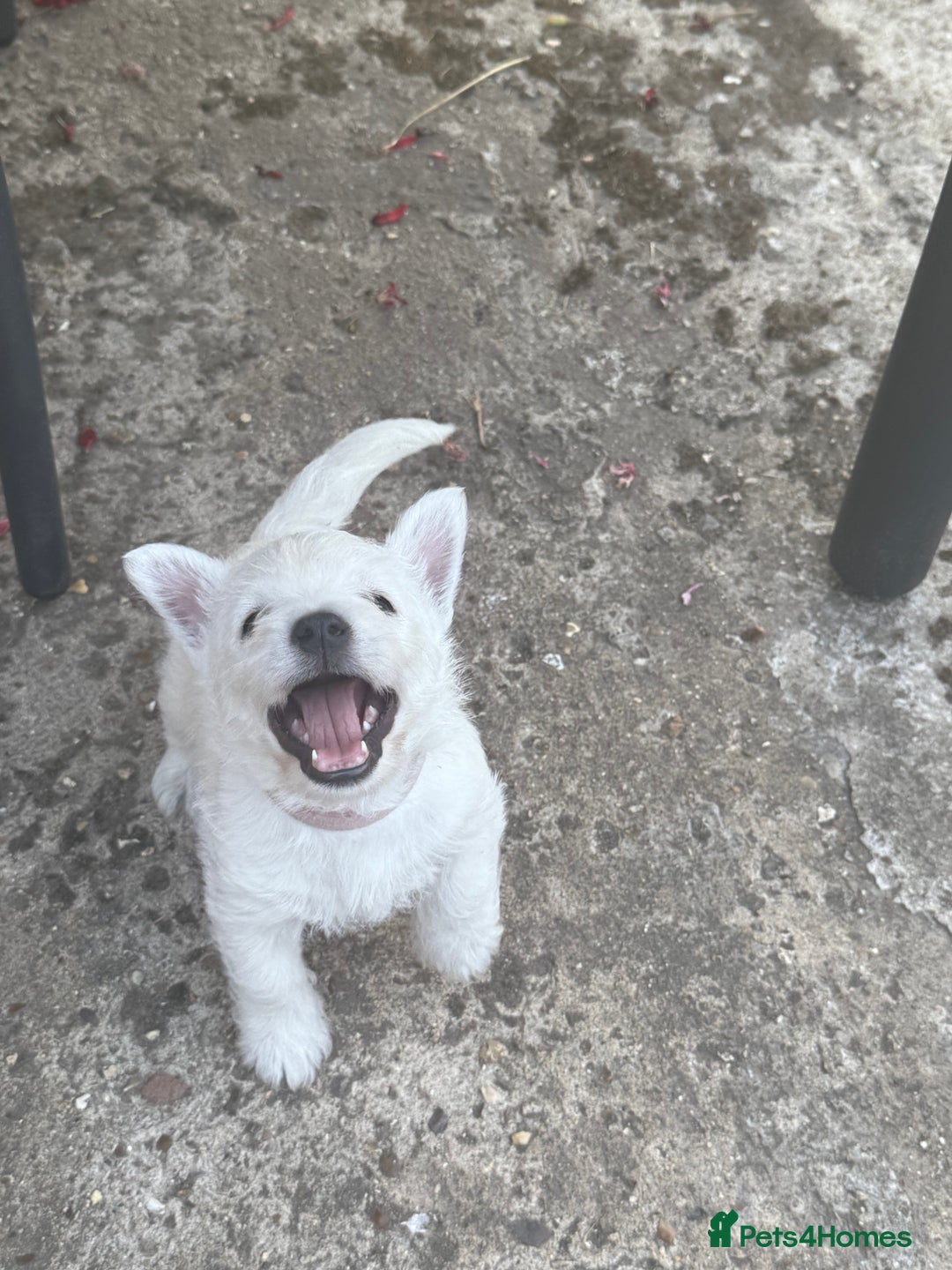 West Highland Terrier dogs for sale: Stunning West Highland White Terrier Babies - Image 9