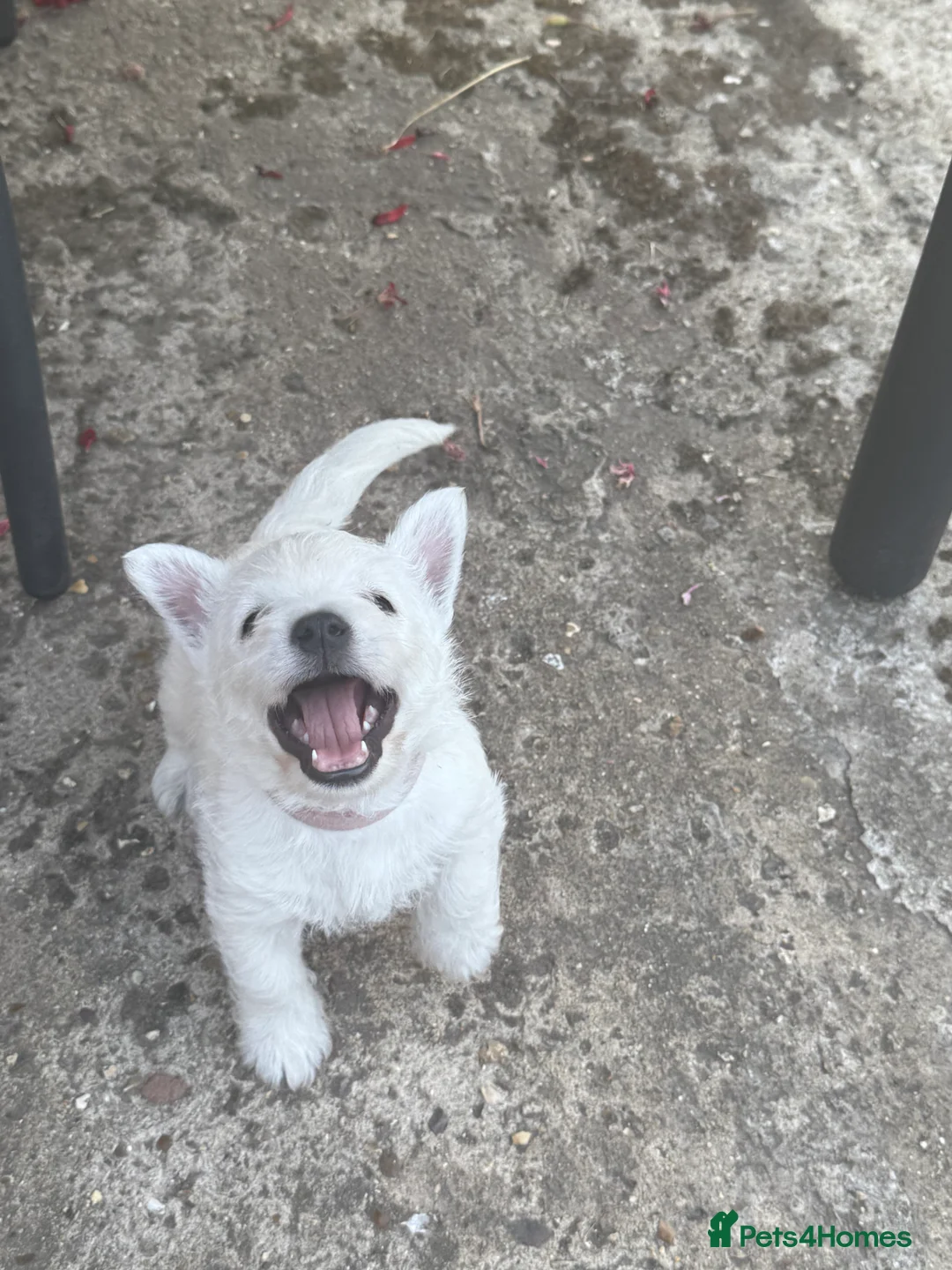 West Highland Terrier dogs for sale: PRICE REDUCED !!! 1 BOY AVAILABLE !!! - Advert 9