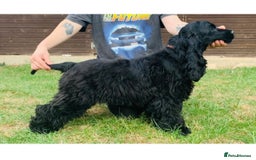 Cocker Spaniel dogs for sale: Retirement home  - Image 2