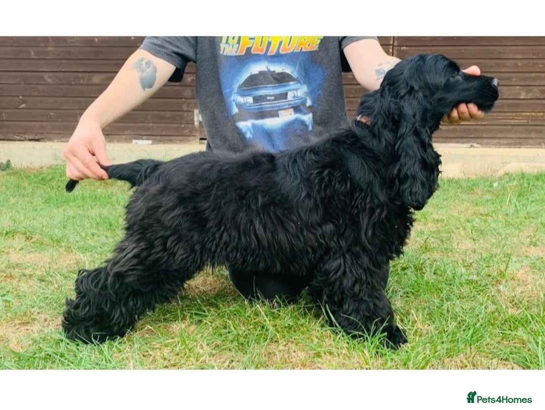 Cocker Spaniel dogs for sale: Retirement home  - Image 2