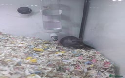 Gerbil rodents for sale: Male gerbil  - Image 1