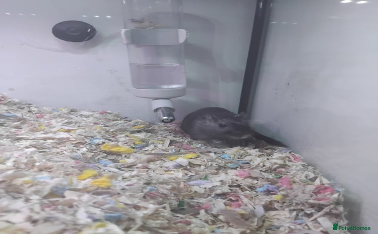 Gerbil rodents - Advert 1