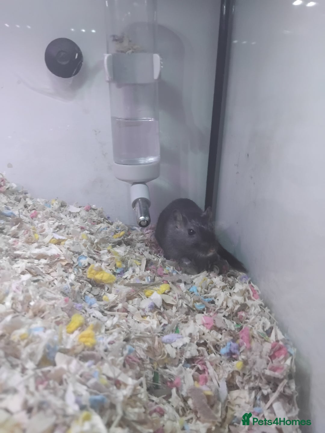 Gerbil rodents for sale: Male gerbil  - Image 1