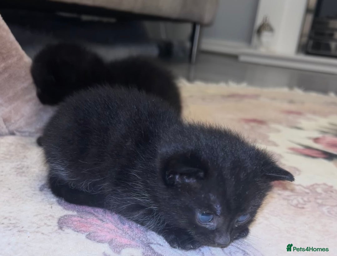 British Shorthair cats for sale: Bombay x British short hair kitten - Advert 2