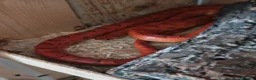 Corn Snake reptiles for sale: A beautiful corn snake in Wellingborough - Advert 4
