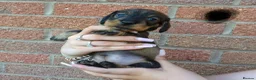 Dachshund dogs for sale: Miniature wire dachshund puppies - Advert 12