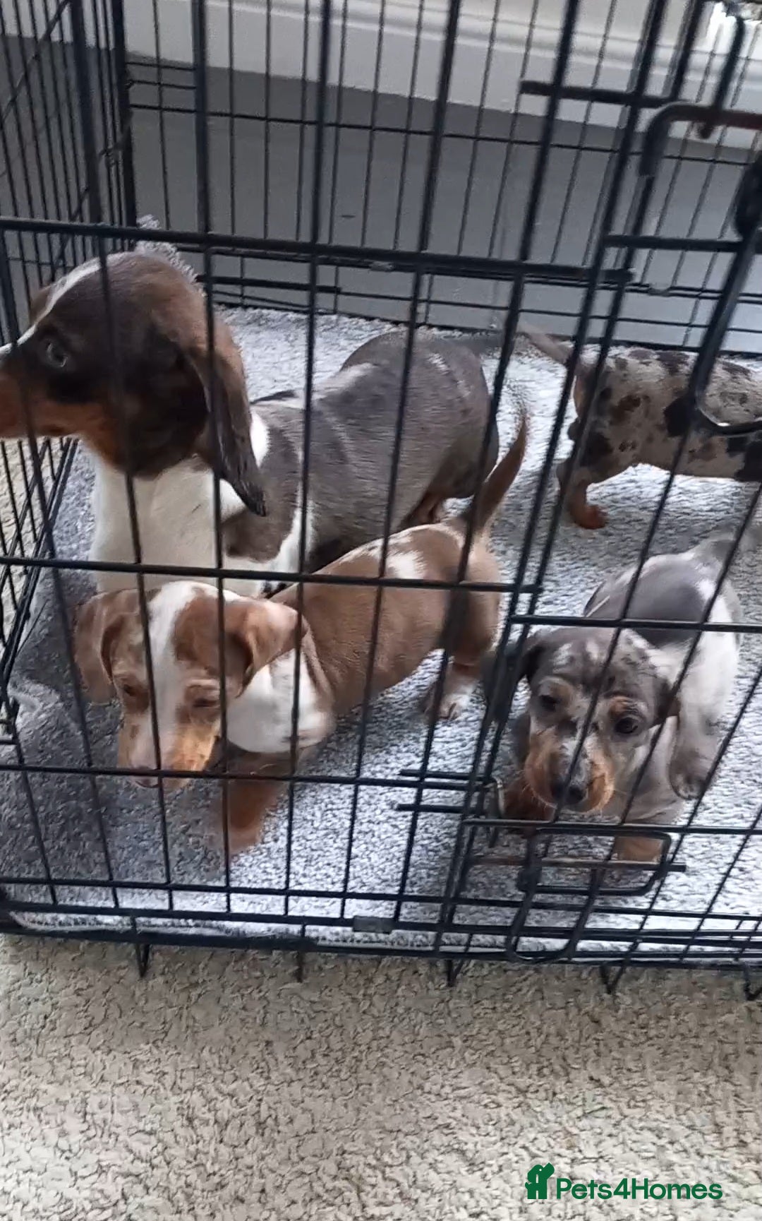 Dachshund dogs Dachshund - Advert 1