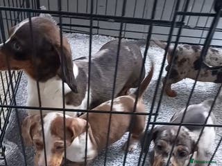 Dachshund dogs Dachshund - Advert 3