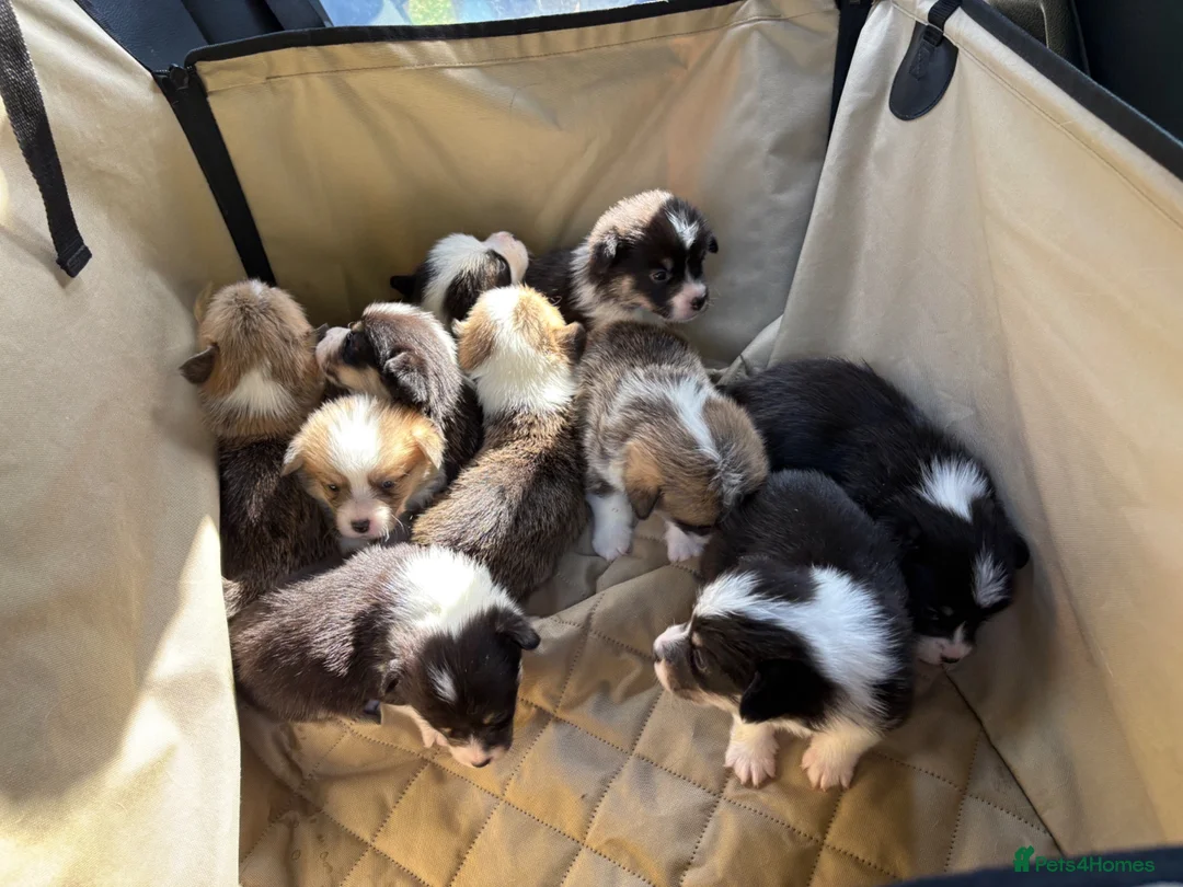 Welsh Corgi Pembroke dogs for sale: Welsh corgi (Pembroke) puppies - Advert 2