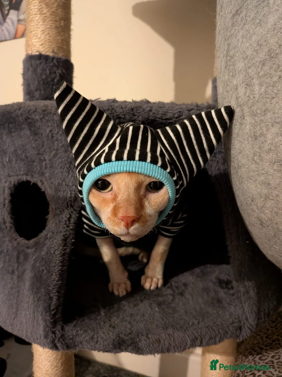 Sphynx cats for stud: Beautiful Sphynx for STUD - Advert 4