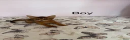 Abyssinian cats for sale: TICA Registered Abyssinian × Somali Kittens - Advert 14