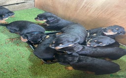 Rottweiler dogs for sale: Rotty/rottweiler puppies - Image 1