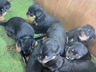 Rottweiler dogs - Advert 2