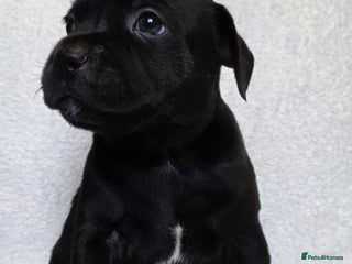 Staffordshire Bull Terrier dogs - Advert 1