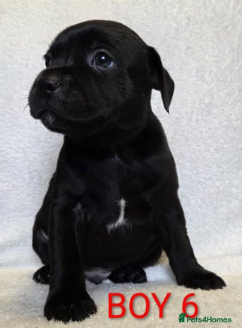 Staffordshire Bull Terrier dogs - Advert 3