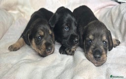 Mixed Breed dogs for sale: SCHNOXIES (MINI DAXI CROSS MINI SCHNAUZER) - Image 12