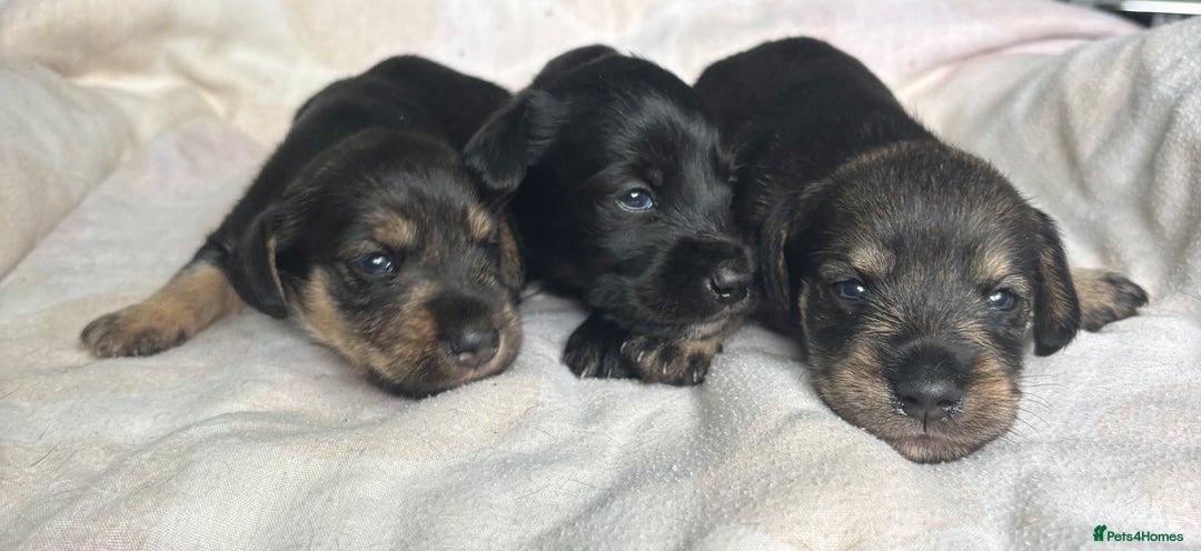 Mixed Breed dogs for sale: SCHNOXIES (MINI DAXI CROSS MINI SCHNAUZER) - Image 12