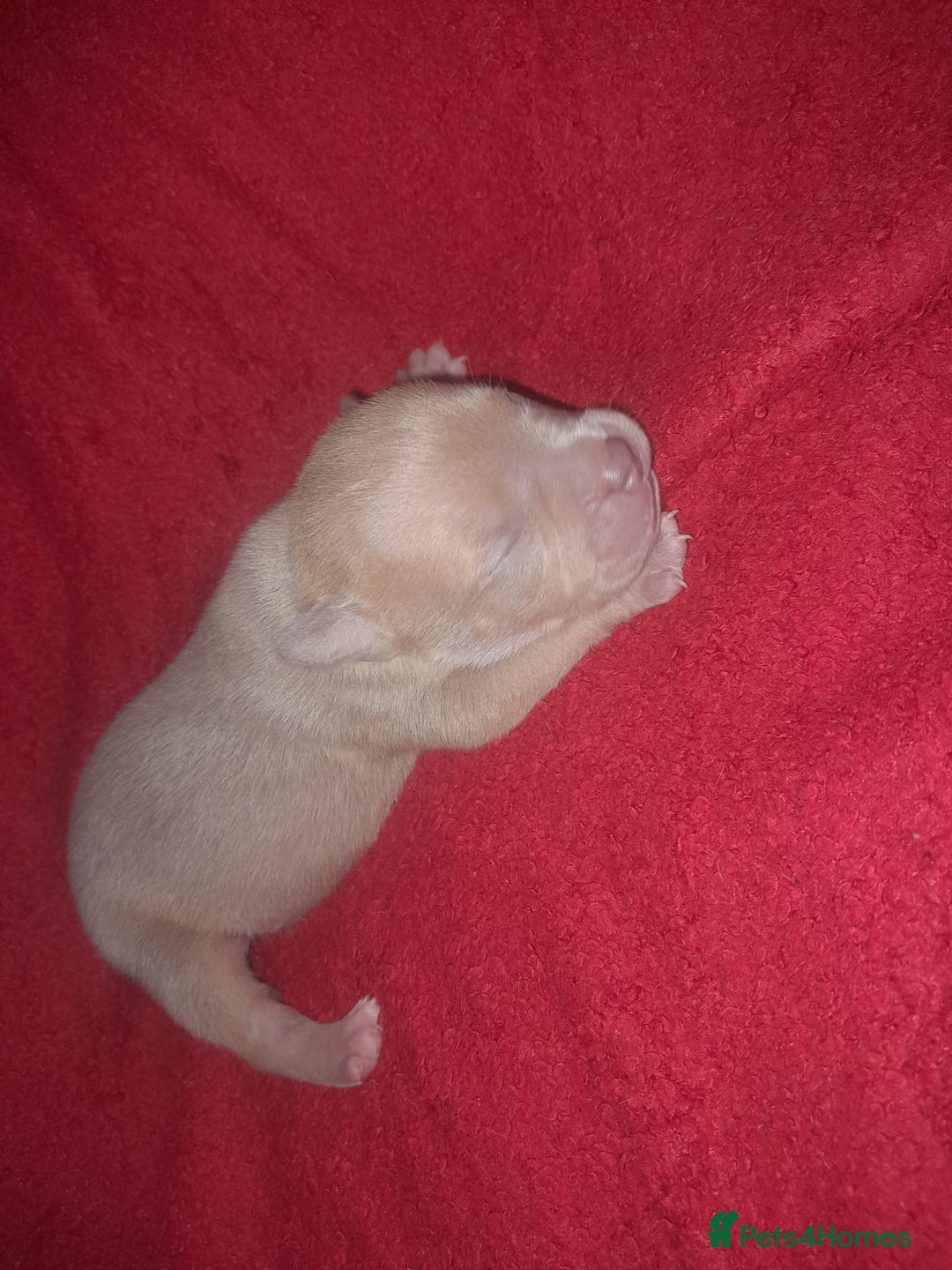 American Bully dogs for sale: American POCKET Bully - Advert 1