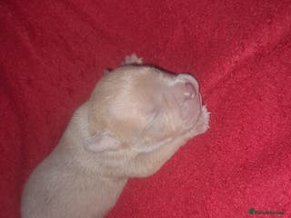 American Bully dogs American POCKET Bully - Advert 1