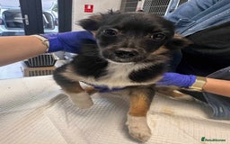 Mixed Breed dogs for adoption: 🪻Hermione🪻for adoption, fostered in OXFORD - Image 3