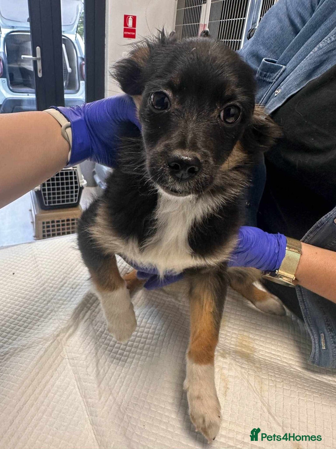 Mixed Breed dogs for adoption: 🪻Hermione🪻for adoption, fostered in OXFORD - Image 3