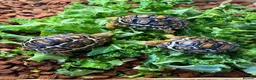 Tortoise reptiles for sale: Leopard Tortoise Babies,Rare HighWhites/ Standard  - Advert 11