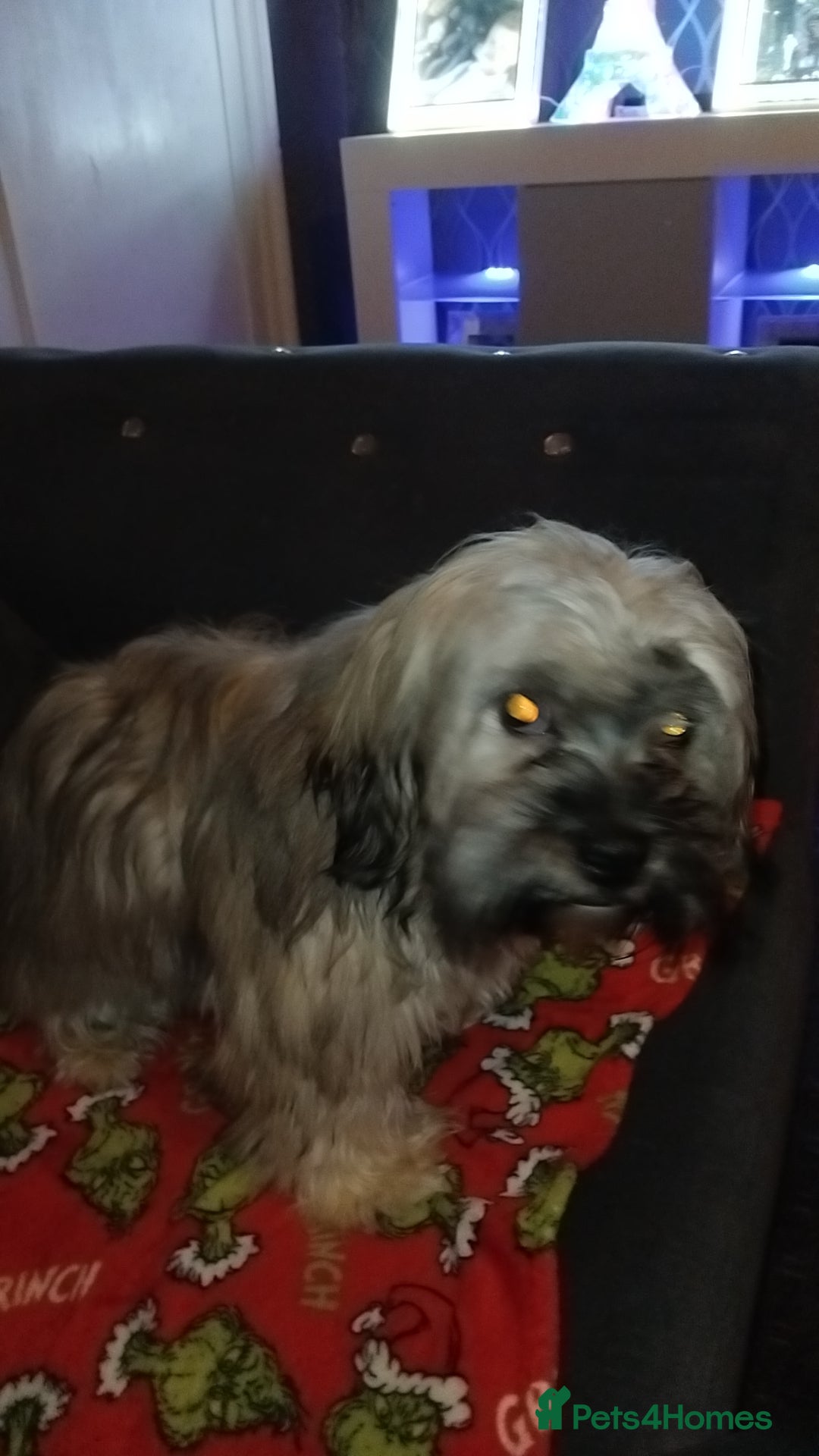 Shorkie dogs for sale: Shorkie boy - Advert 2