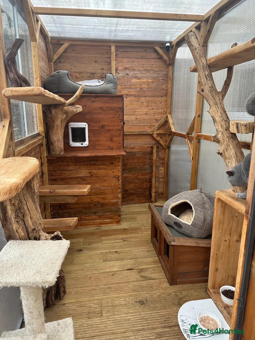 British Shorthair cats for stud: 🏆💎 𝑺𝒖𝒑𝒆𝒓 𝑰𝒎𝒑𝒐𝒓𝒕 𝑩𝑺𝑯 💎🏆 in Chigwell - Advert 5