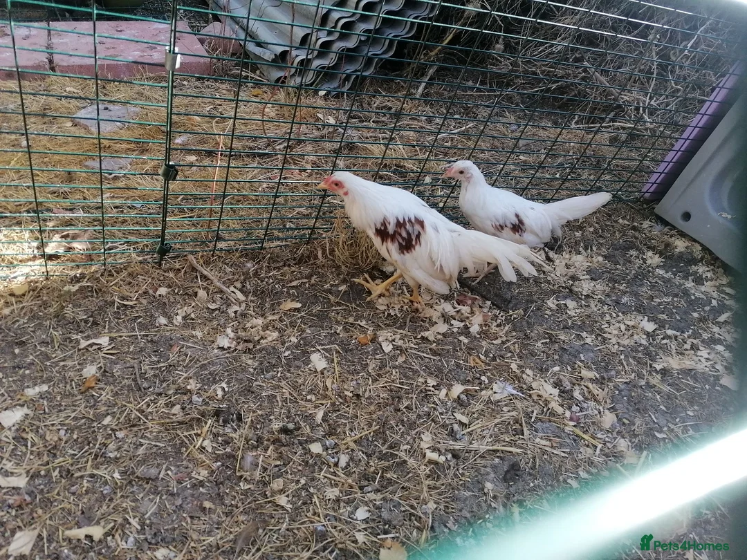 Chickens poultry for sale: Young pair of Yokohamas - Red Saddle - Rare breed - Advert 8