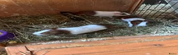 Guinea Pig rodents for sale: Babies male & female in Penrith - Advert 3